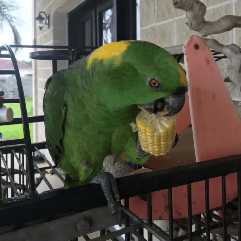 Green Bird Eating a Corn